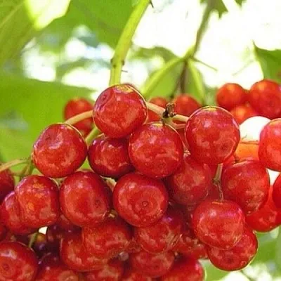 Калина КИЕВСКАЯ САДОВАЯ  Калина КИЕВСКАЯ САДОВАЯ в Красноярске