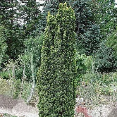 Тис ФАСТИГИАТА РОБУСТА  ягодный   Тис ФАСТИГИАТА РОБУСТА  ягодный  в Красноярске