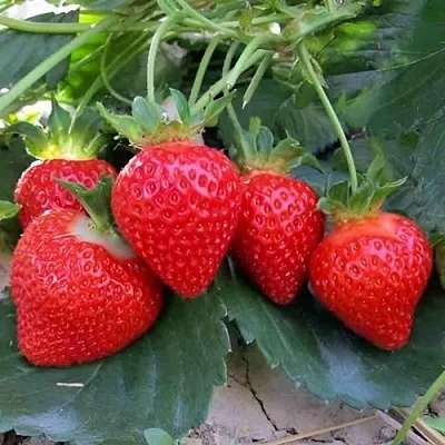 Клубника ТЕА  Клубника ТЕА в Красноярске