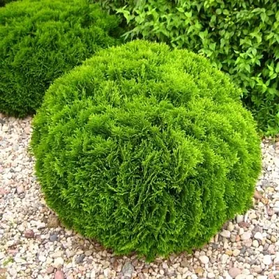 Туя ДАНИКА западная  Туя ДАНИКА западная в Красноярске