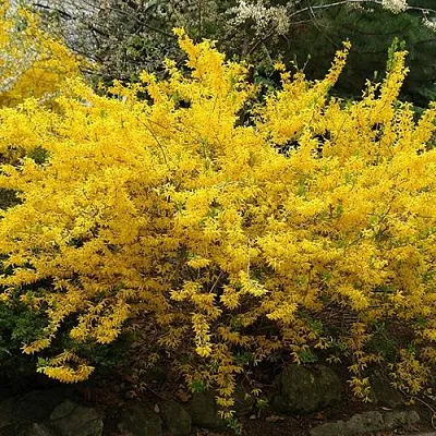 Форзиция ГОЛДЗАУБЕР средняя  Форзиция ГОЛДЗАУБЕР средняя в Красноярске