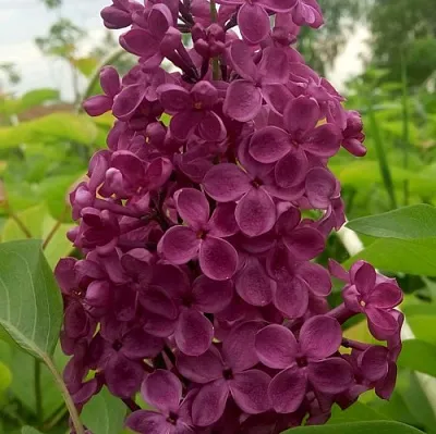 Сирень ИНДИЯ  Сирень ИНДИЯ в Красноярске