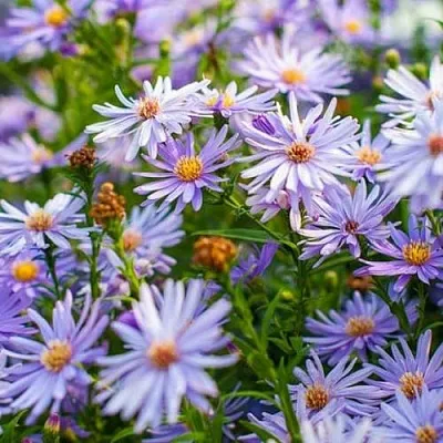 Астра Литтл Карлоу Астра Литтл Карлоу