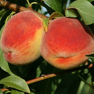 Персик МАРИЯ  Персик МАРИЯ в Красноярске