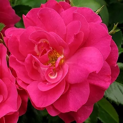 Саженцы роз ДЖОРДЖ ВАНКУВЕР флорибунда  Саженцы роз ДЖОРДЖ ВАНКУВЕР флорибунда в Красноярске