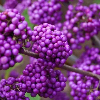 Красивоплодник  Красивоплодник в Красноярске