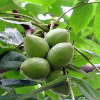 Орех маньчжурский МИЧУРИНЕЦ в Красноярске