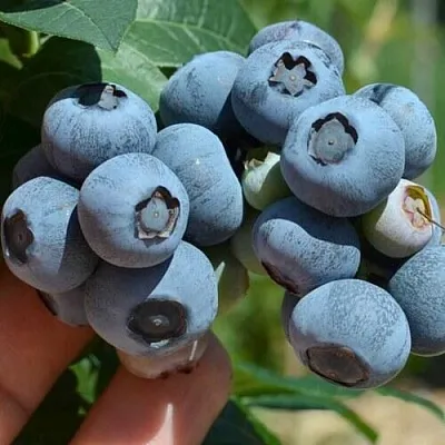 Голубика НЕЛЬСОН  Голубика НЕЛЬСОН в Красноярске