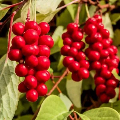 Лимонник КОСТИК китайский  Лимонник КОСТИК китайский в Красноярске