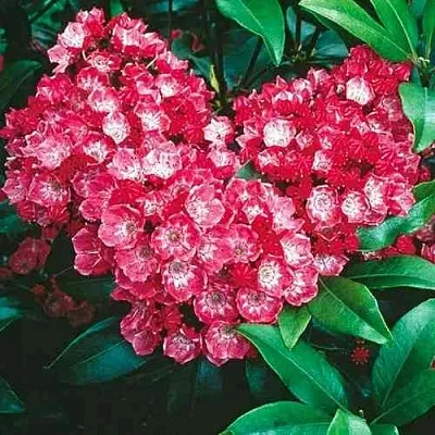 Кальмия КАРДИНАЛ  Кальмия КАРДИНАЛ в Красноярске