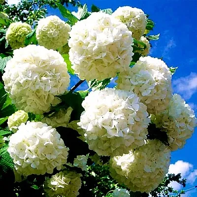 Калина БУЛЬДЕНЕЖ  Калина БУЛЬДЕНЕЖ в Красноярске