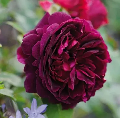 Саженцы роз МАНСТЕД ВУД английская  Саженцы роз МАНСТЕД ВУД английская в Красноярске