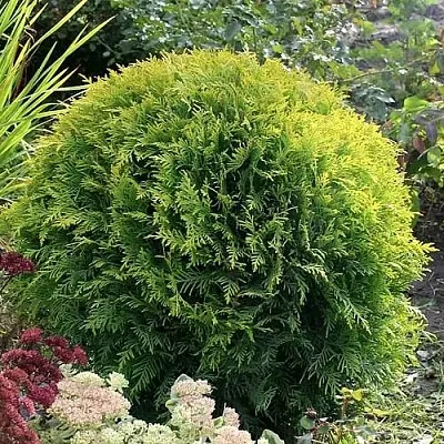 Туя ЕЛЛОУ ГЛОБ западная  Туя ЕЛЛОУ ГЛОБ западная в Красноярске