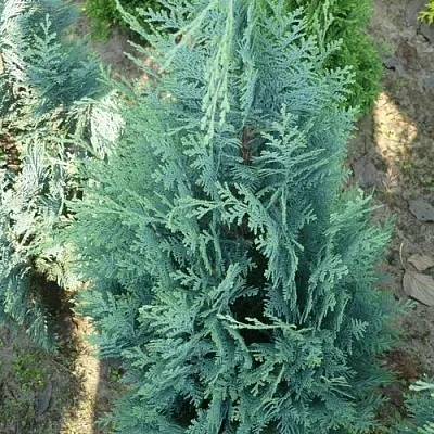 Кипарисовик КОЛУМНАРИС лавсона  Кипарисовик КОЛУМНАРИС лавсона в Красноярске