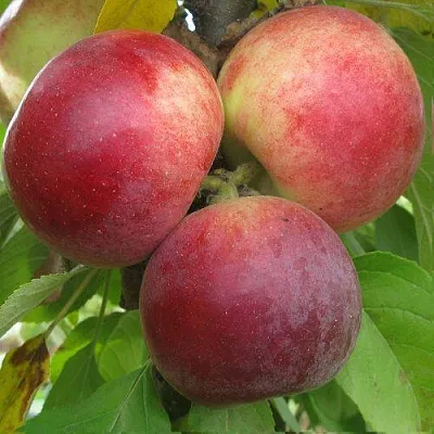 Яблоня БАЛЕРИНА ФЛАМЕНКО колонновидная  Яблоня БАЛЕРИНА ФЛАМЕНКО колонновидная в Красноярске