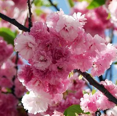 Сакура ПИНК ПЕРФЕКШН  Сакура ПИНК ПЕРФЕКШН в Красноярске