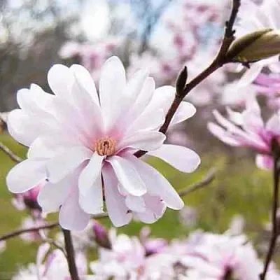 Магнолия РОЗЕЯ  Магнолия РОЗЕЯ в Красноярске