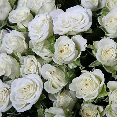 Саженцы роз СНОУФЛЕЙК спрей  Саженцы роз СНОУФЛЕЙК спрей в Красноярске