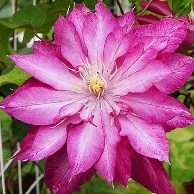 Клематис КАЕН  Клематис КАЕН в Красноярске