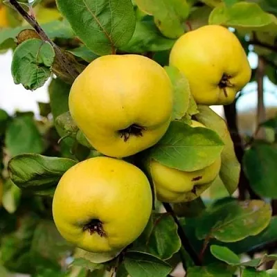 Айва ЯБЛОКОВИДНАЯ  Айва ЯБЛОКОВИДНАЯ в Красноярске