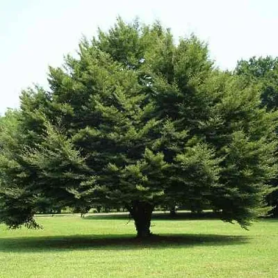 Бук обыкновенный  Бук обыкновенный в Красноярске