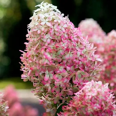 Гортензия РОЯЛ ФЛОВЕР метельчатая  Гортензия РОЯЛ ФЛОВЕР метельчатая в Красноярске