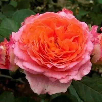 Саженцы роз НОТР ДАМ ДЮ РОЗЕР шраб  Саженцы роз НОТР ДАМ ДЮ РОЗЕР шраб в Красноярске