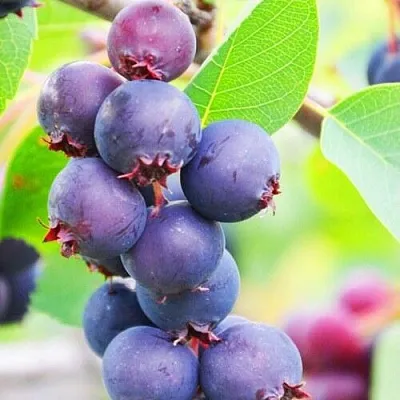 Ирга СМОУКИ  Ирга СМОУКИ в Красноярске