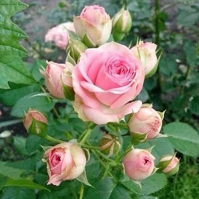 Саженцы роз МИМИ ЭДЕН спрей  Саженцы роз МИМИ ЭДЕН спрей в Красноярске