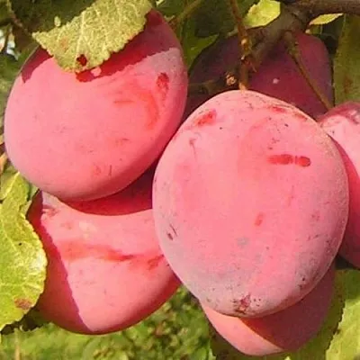 Слива ФАВОРИТЕ ДЕ СУЛТАНО  Слива ФАВОРИТЕ ДЕ СУЛТАНО в Красноярске