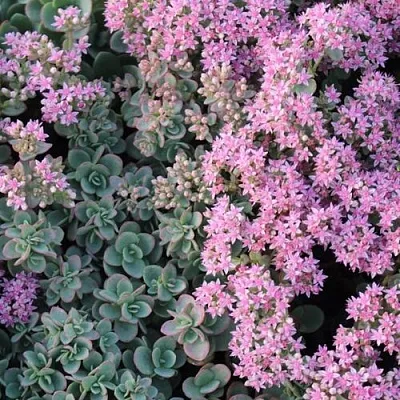 Очиток (седум) САНСПАРКЛЕР ЛАЙМ ЗИНГЕР  Очиток (седум) САНСПАРКЛЕР ЛАЙМ ЗИНГЕР в Красноярске