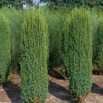 Можжевельник ХИБЕРНИКА обыкновенный  Можжевельник ХИБЕРНИКА обыкновенный в Красноярске