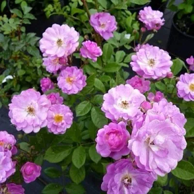 Саженцы роз РАЙМОНД ПРИВАТ полиантовая  Саженцы роз РАЙМОНД ПРИВАТ полиантовая в Красноярске