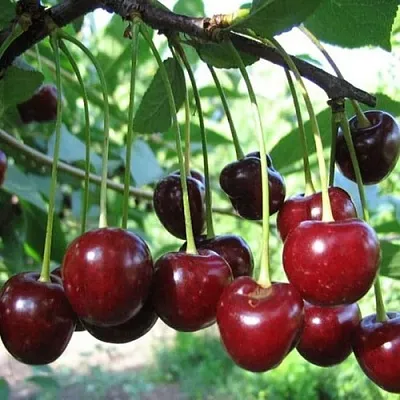 Вишня БЫСТРИНКА  Вишня БЫСТРИНКА в Красноярске