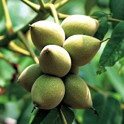 Орех МАНЬЧЖУРСКИЙ  Орех МАНЬЧЖУРСКИЙ в Красноярске