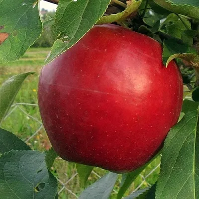 Яблоня РЕДФРИ в Красноярске