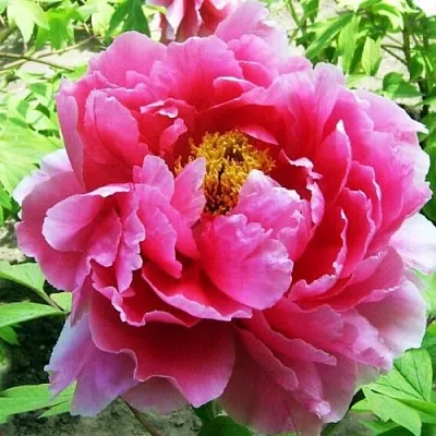 Пион ВОСХОД СОЛНЦА древовидный  Пион ВОСХОД СОЛНЦА древовидный в Красноярске