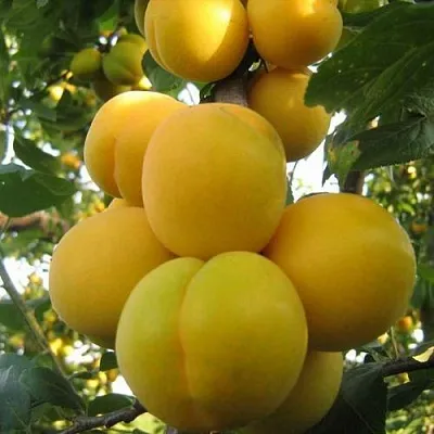 Слива ЛОДВА  Слива ЛОДВА в Красноярске