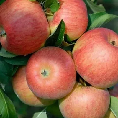 Яблоня ТОПАЗ в Красноярске