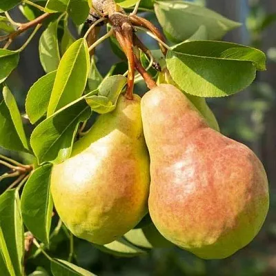 Летние сорта  Летние сорта в Красноярске