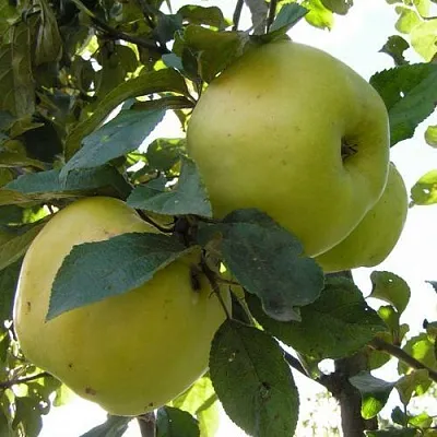 Яблоня Антоновка Обыкновенная в Красноярске