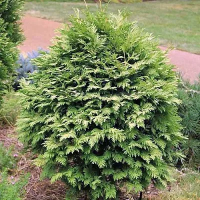 Туя ВАРЕАНА ЛЮТЕСЦЕНС западная  Туя ВАРЕАНА ЛЮТЕСЦЕНС западная в Красноярске