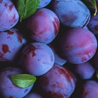 Слива  Слива в Красноярске