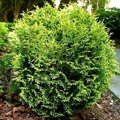 Туя ВОТЕРФИЛД западная  Туя ВОТЕРФИЛД западная в Красноярске