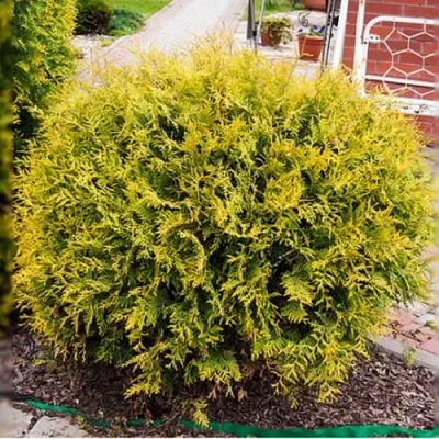 Туя КОЛЛЕРС ГОЛД складчатая  Туя КОЛЛЕРС ГОЛД складчатая в Красноярске