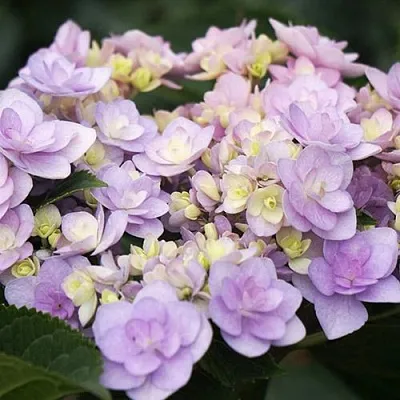 Гортензия Ю ЭНД МИ ФОРЕВЕР крупнолистная  Гортензия Ю ЭНД МИ ФОРЕВЕР крупнолистная в Красноярске