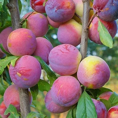 Слива КОЛОННОВИДНАЯ  Слива КОЛОННОВИДНАЯ в Красноярске