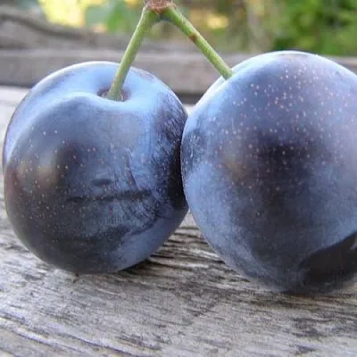 Слива БЛЮФРИ  Слива БЛЮФРИ в Красноярске