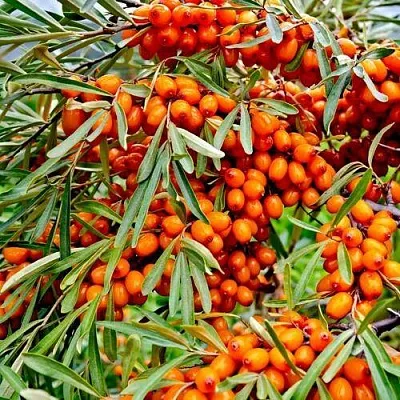 Облепиха ДЖЕМОВАЯ  Облепиха ДЖЕМОВАЯ в Красноярске