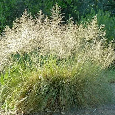 Каплесеменник воздушный  Каплесеменник воздушный в Красноярске